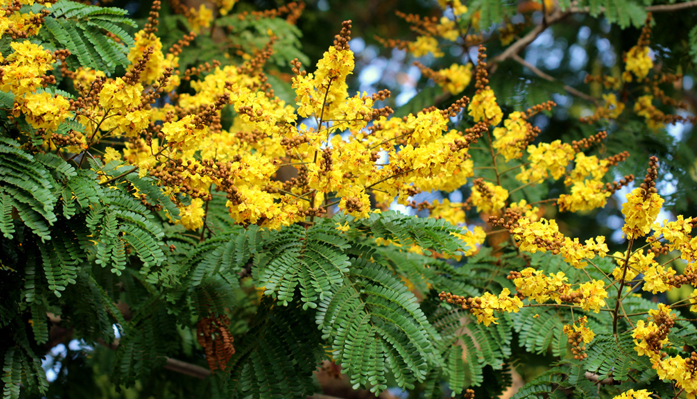 Herbal Garden Images